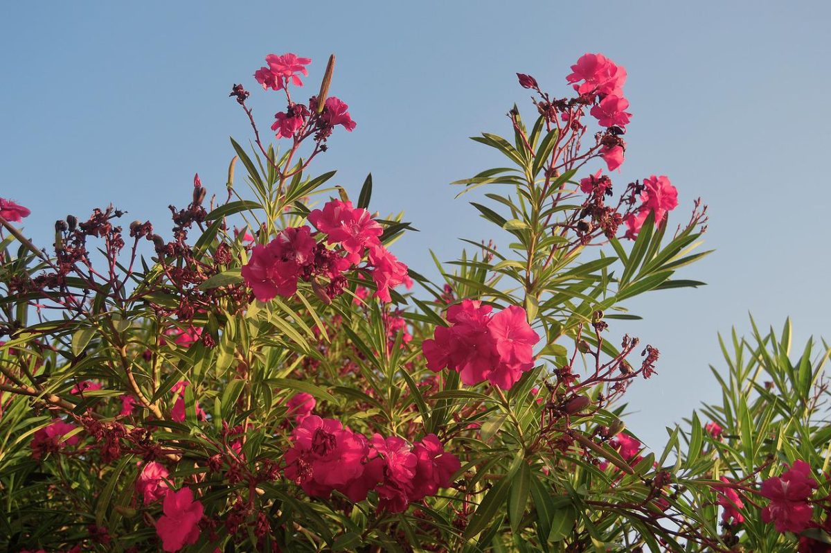 Oleander gd7fd86071 1280