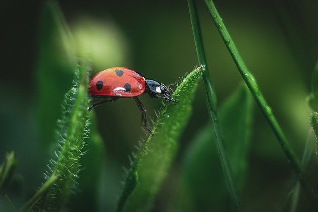 Ladybug gd139fd49a 640