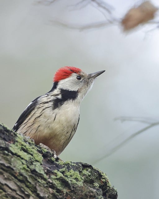 Middle spotted woodpecker g329917ae6 640