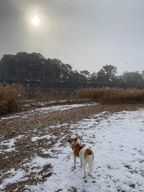 のの雪