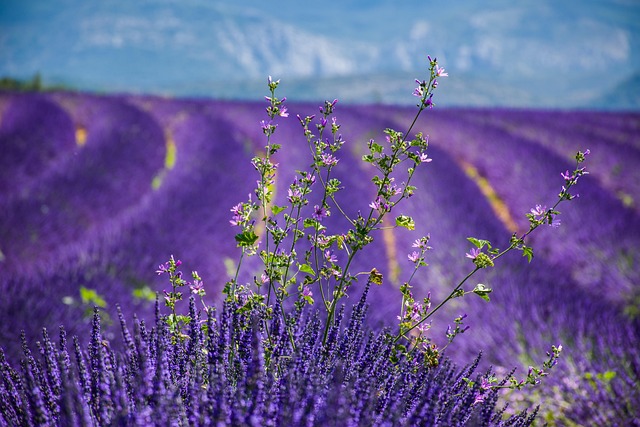 Lavender 3764937 640