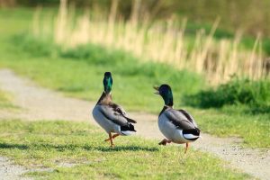 Wild duck 3397452 640