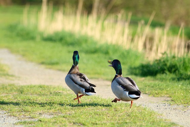 Wild duck 3397452 640