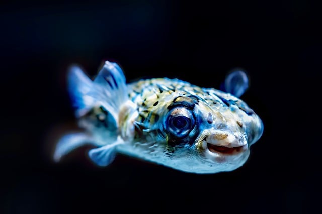 Pufferfish 8464398 640