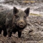 Wild boar 7800887 640