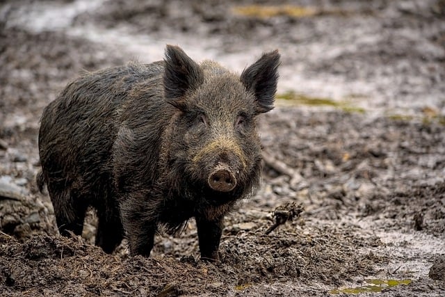 Wild boar 7800887 640
