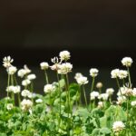 White clover 6161029 640