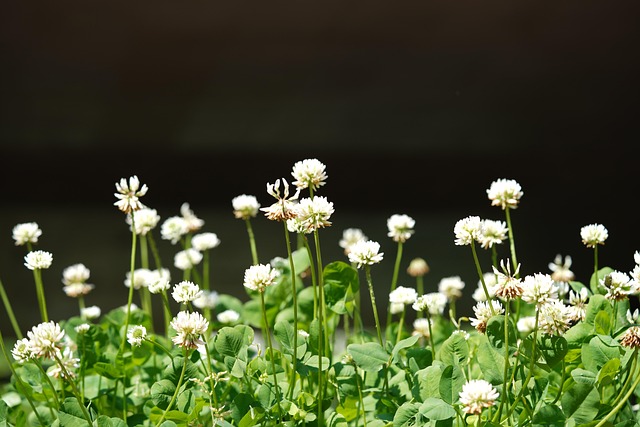 White clover 6161029 640