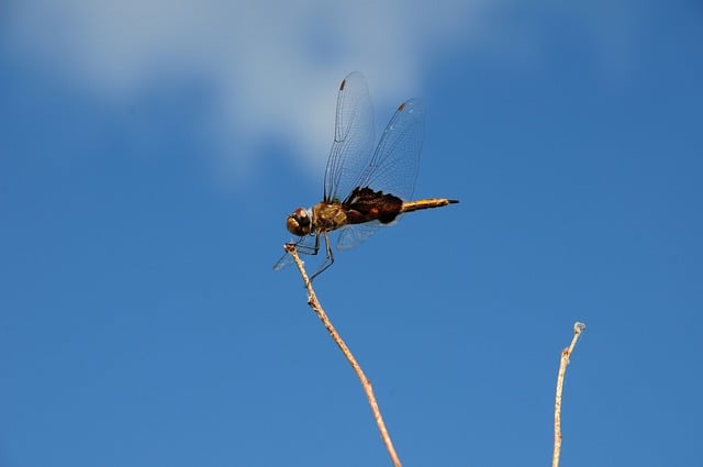 Dragonfly 9735945 640