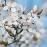 Couleur white flowers 10161168