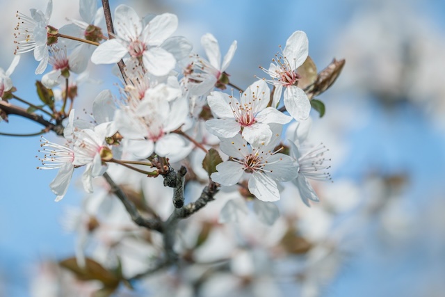 Couleur white flowers 10161168